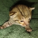 Savannah F-3C male DOB 3/17/22