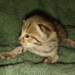 Savannah Male F-3C DOB 3-17-22