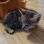 Savannah Male F-3C DOB 3-17-22