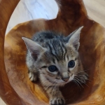 Savannah Male F-3C DOB 3-17-22