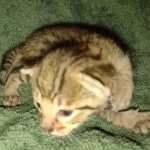 Savannah Male F-3C DOB 3-17-22