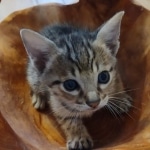 Savannah Male F-3C DOB 3-17-22