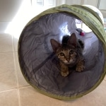 Aengus Savannah Male F-3C DOB 3-17-22