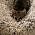 Aengus Savannah Male F-3C DOB 3-17-22