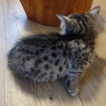 Savannah Male F-3C DOB 3-17-22