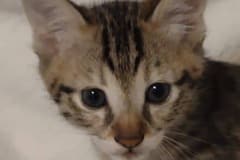 Savannah  Saba F-3C Male BST Kitten  DOB 4-14-25