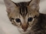 Savannah  Saba F-3C Male BST Kitten  DOB 4-14-25