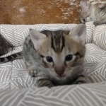 F-3C-Male-savannah-Kitten-a