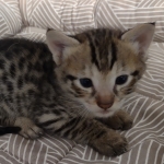 F-3C-Male-savannah-Kitten-b