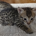 F-3C-Male-savannah-Kitten