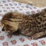 F-3C-Savannah-male-kitten-