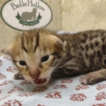 F-3C-Savannah-male-kitten-a