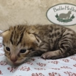 F-3C-Savannah-male-kitten-c