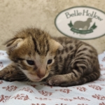 F-3C-Savannah-male-kitten-d