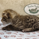 F-3C-Savannah-male-kitten-e