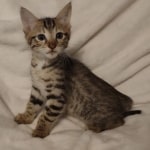 F-3C-savannah-kitten-a