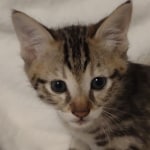 F-3C-savannah-kitten-b