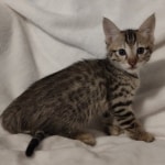 F-3C-savannah-kitten-c