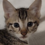 F-3C-savannah-kitten-d