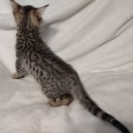 F-3C-savannah-kitten-e