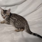 F-3C-savannah-kitten-f