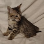 F-3C-savannah-kitten