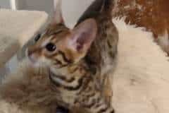 Kage Savannah F-3C Male DOB 5-19-23