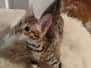 Kage Savannah F-3C Male DOB 5-19-23