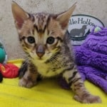 Savannah-F-3C-Male-A