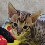 Savannah-F-C3-male