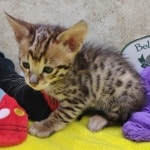 Savannah-Spotted-kitten-male