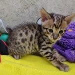 Savannah-kitten-for-sale-f-3C-male