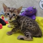Savannah-kitten-male-f-3c