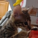 F-3C Brown Spotted Male Savannah