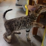 F-3C Brown Spotted Male Savannah