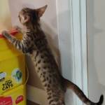 F-3C Brown Spotted Male Savannah