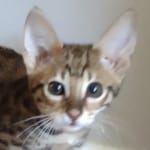 F-3C Brown Spotted Male Savannah