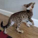 F-3C Brown Spotted Male Savannah