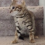 F-3C Brown Spotted Male Savannah