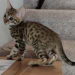 F-3C Brown Spotted Male Savannah