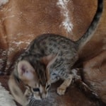 F-3C Brown Spotted Male Savannah