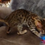 F-3C savannah male DOB 5-19-23