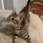 F-3C savannah male DOB 5-19-23