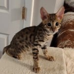 F-3C savannah male DOB 5-19-23