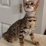 F-3C savannah male DOB 5-19-23