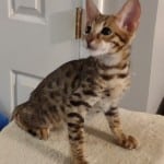 F-3C savannah male DOB 5-19-23