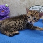 savannah-boy
