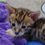 savannah-f-3C-male-face