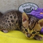 savannah-kitten-F-3C-male