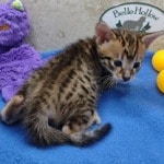 savannah-spots